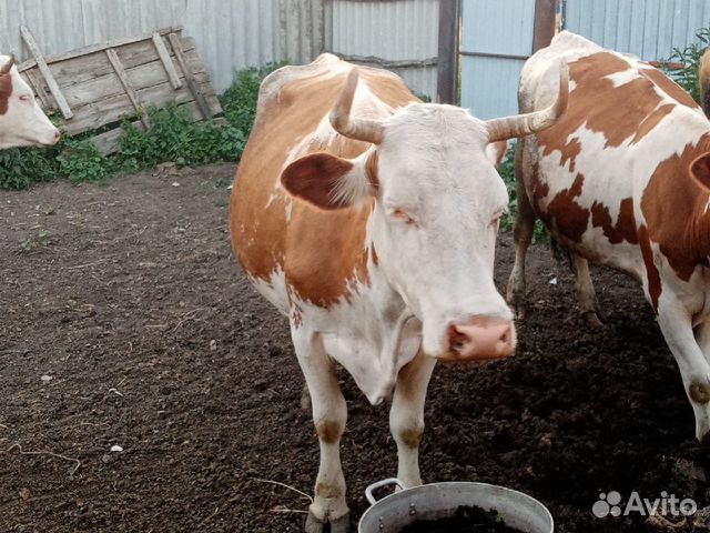 Где Купить Корову В Нижегородской Области