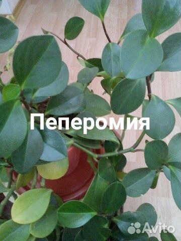 Цветы для офиса и дома купить на Зозу.ру - фотография № 3