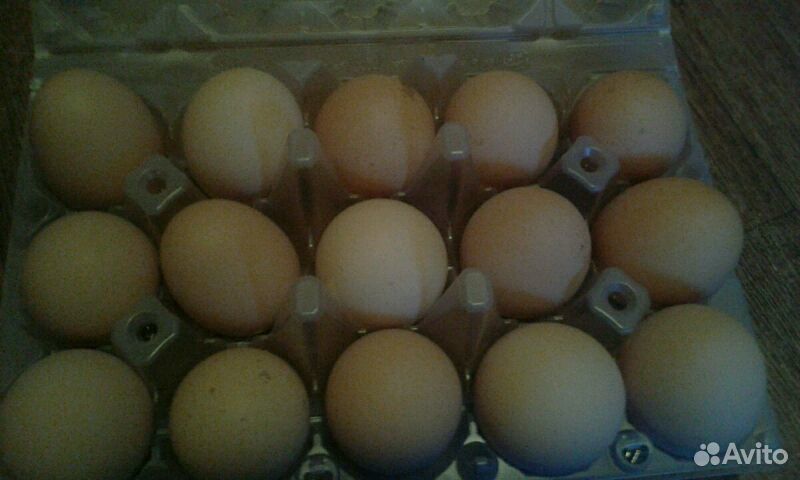 Инкубационное яйцо помесных кур купить на Зозу.ру - фотография № 1