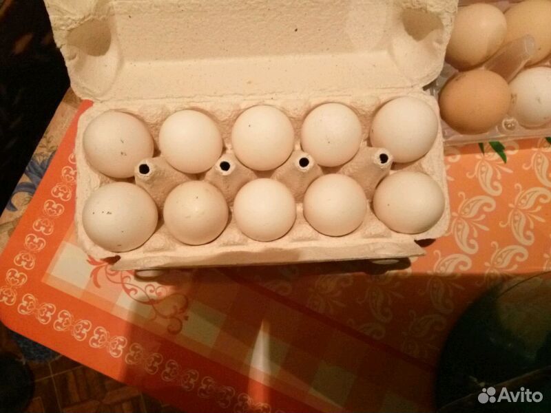 Яйца домашние купить на Зозу.ру - фотография № 2