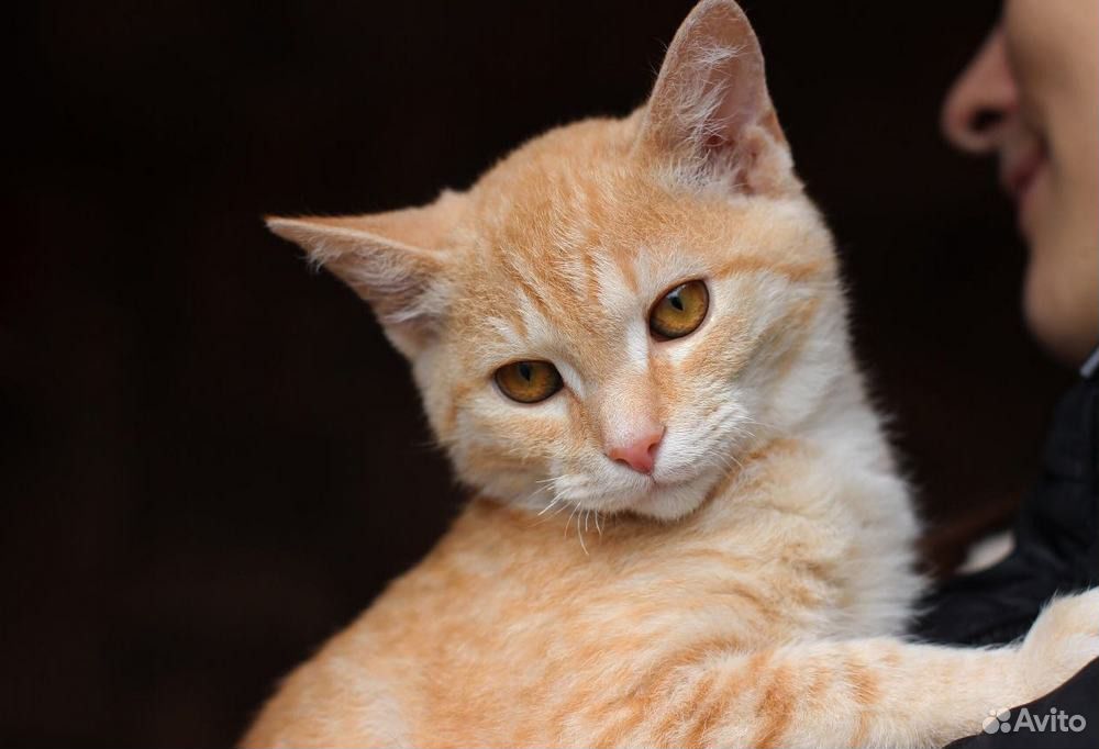 Весёлый, рыжий котенок в добрые руки купить на Зозу.ру - фотография № 1