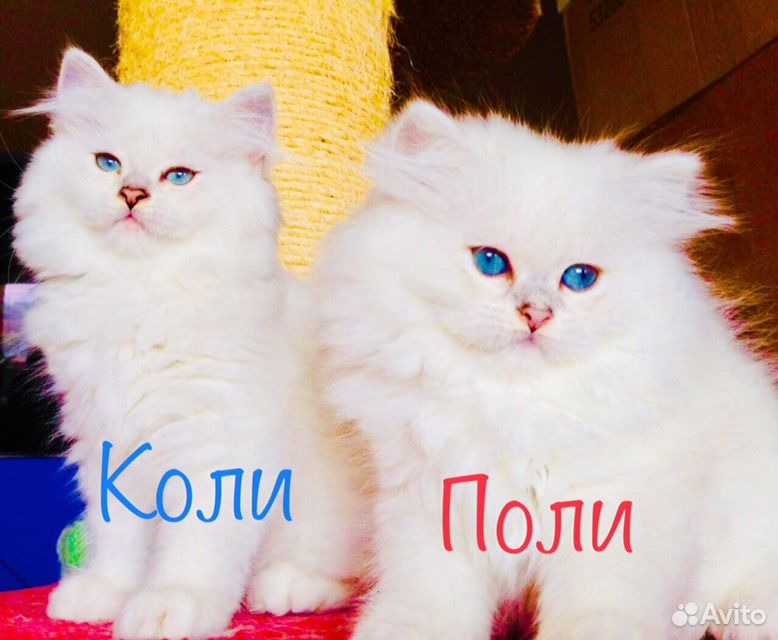 Кот NS 12 BLH. Котенок Коля.