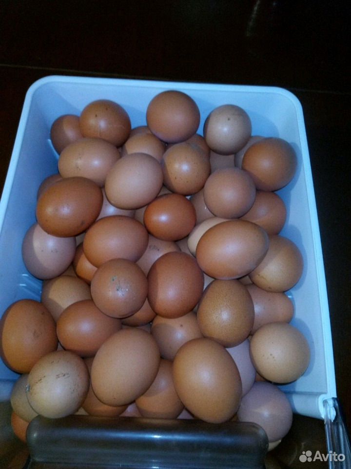 Куриные яйца купить на Зозу.ру - фотография № 1