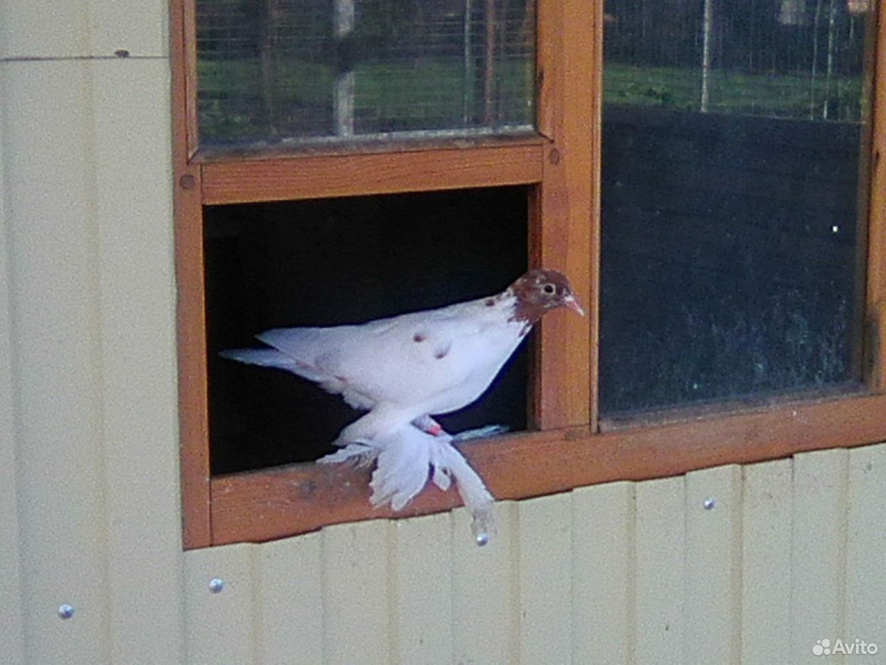 Продажа белохвостых голубей купить на Зозу.ру - фотография № 6