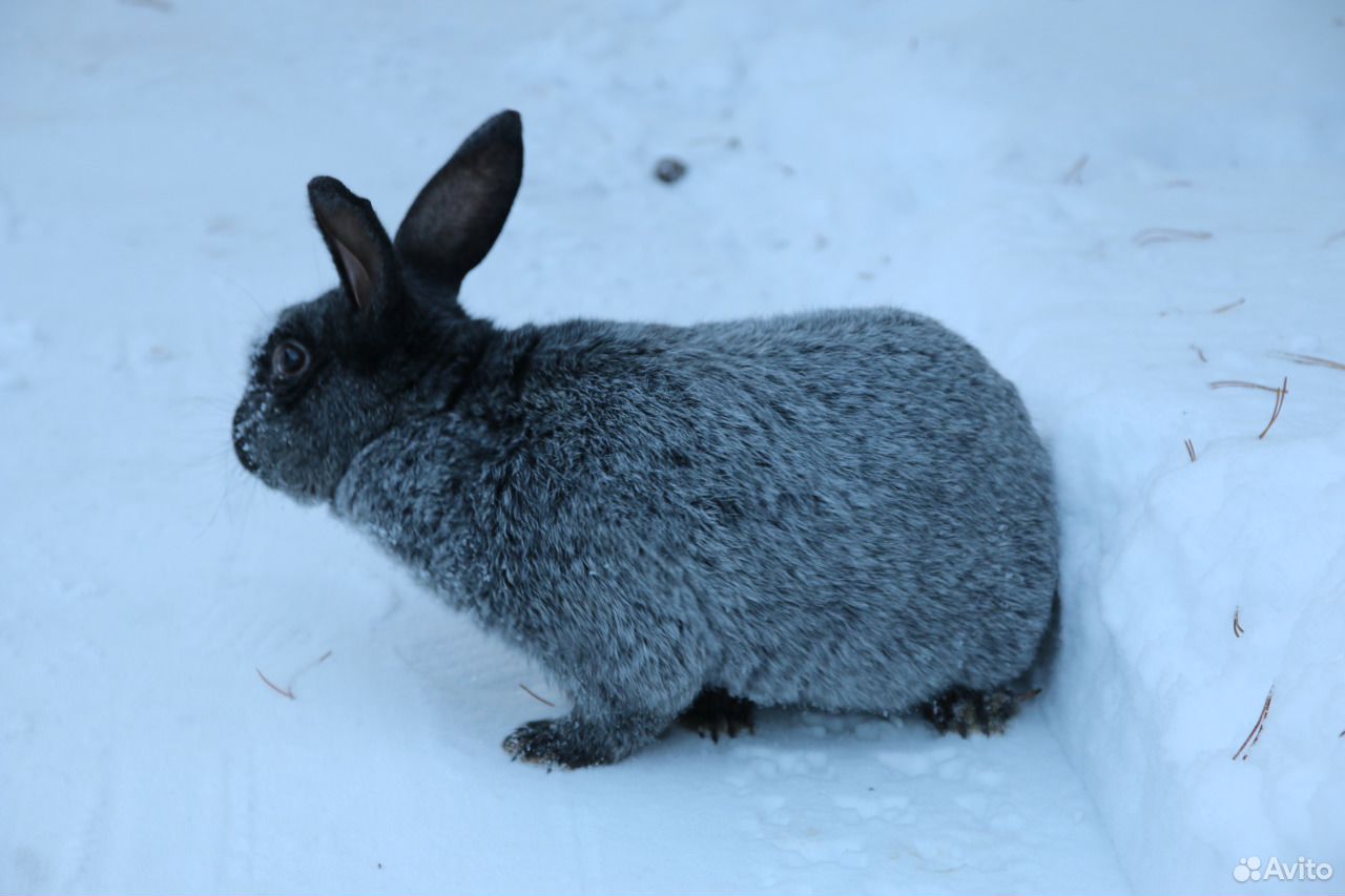 Кролики породы Серебристый (Полтавское серебро) купить на Зозу.ру - фотография № 5