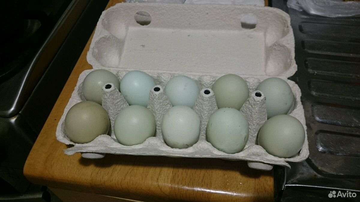 Инкубационное яйцо Амераукана и Китайской шелковой купить на Зозу.ру - фотография № 2