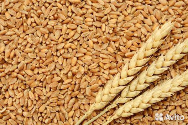 Продам пшеницу фураж 100 т купить на Зозу.ру - фотография № 1