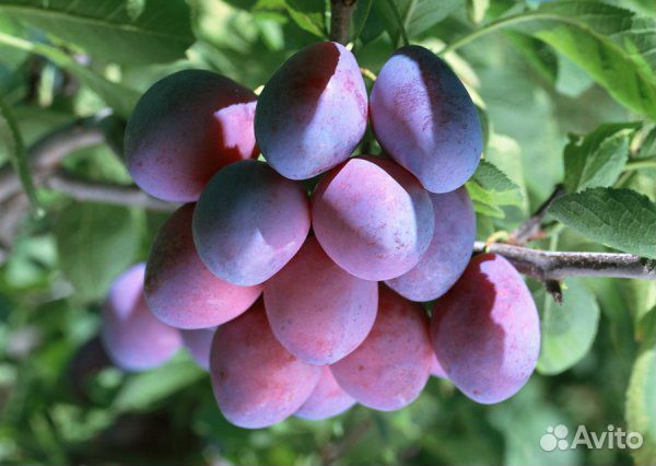 Саженцы яблони, груши, вишни, сливы купить на Зозу.ру - фотография № 5