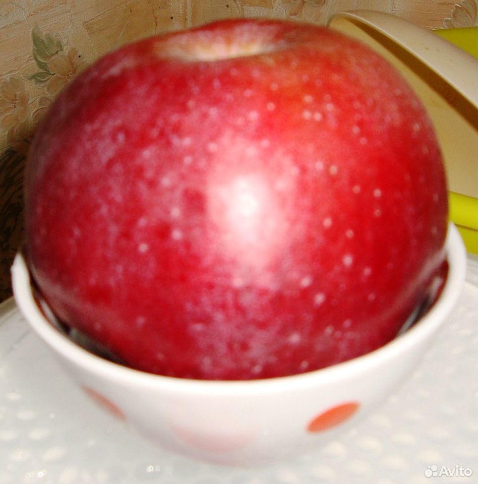 Яблони сортовые, 5-6 лет, плодоносящие купить на Зозу.ру - фотография № 2