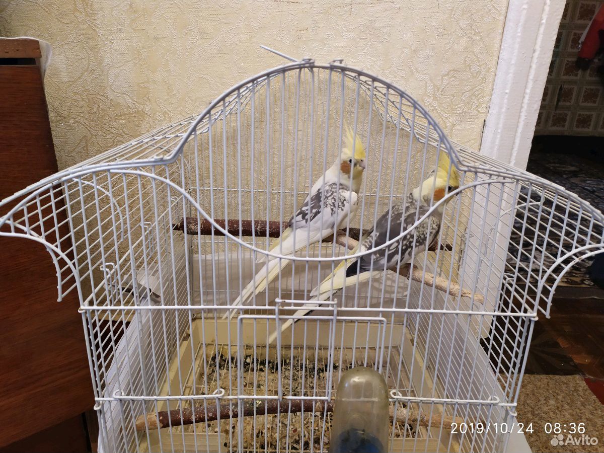 Попугаи корелла купить на Зозу.ру - фотография № 1