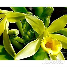 Орхидея-ваниль купить на Зозу.ру - фотография № 1