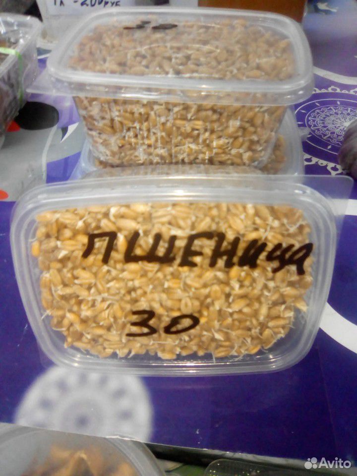 Пшеница пророщенная (проростки ) купить на Зозу.ру - фотография № 6