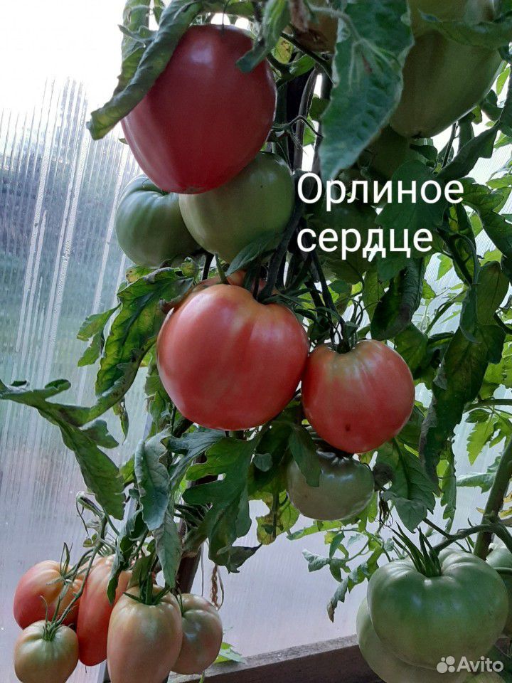 Семена редких томатов-сорта купить на Зозу.ру - фотография № 3