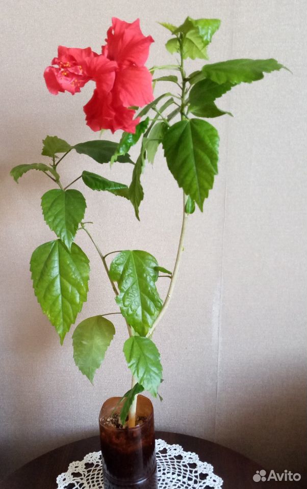 Гибискус (китайская роза) купить на Зозу.ру - фотография № 4