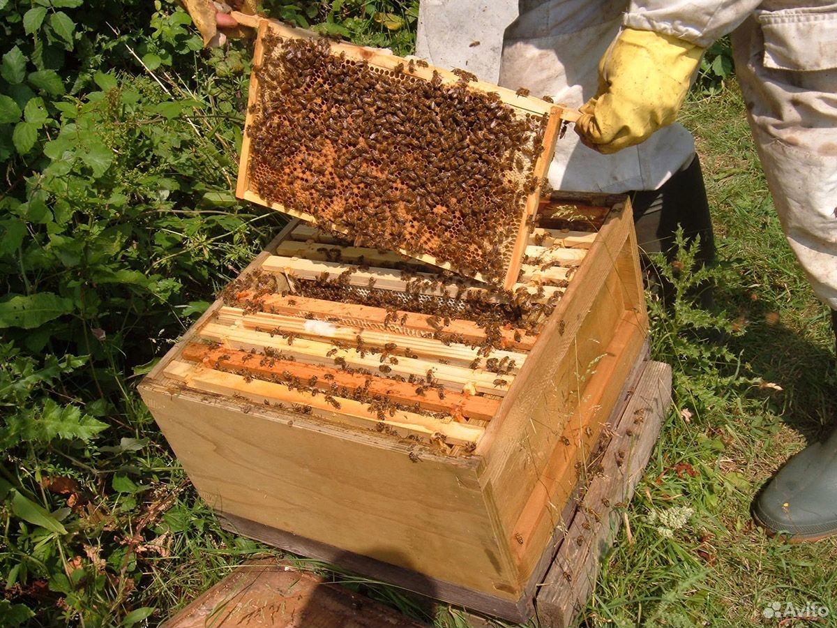 Улья с пчёлами купить на Зозу.ру - фотография № 1