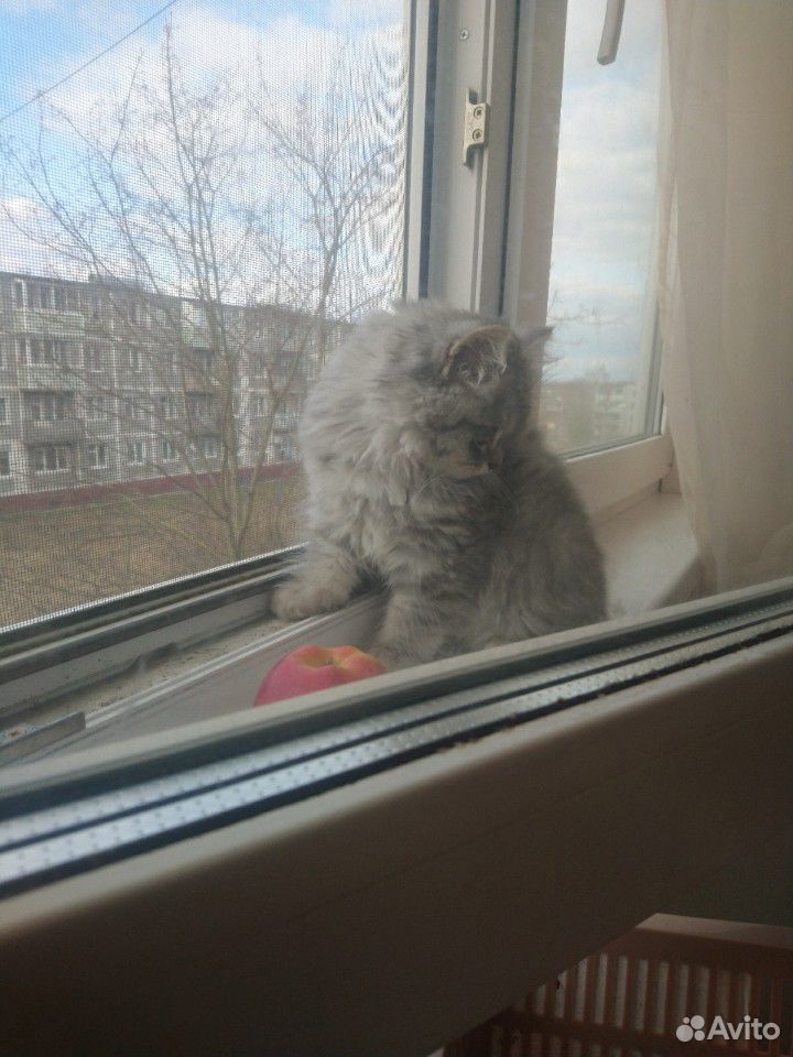 Продам котенка купить на Зозу.ру - фотография № 5