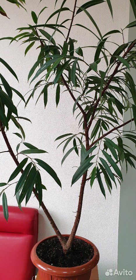 Фикус укорененный узколистный,вырастающий в дерево купить на Зозу.ру - фотография № 1