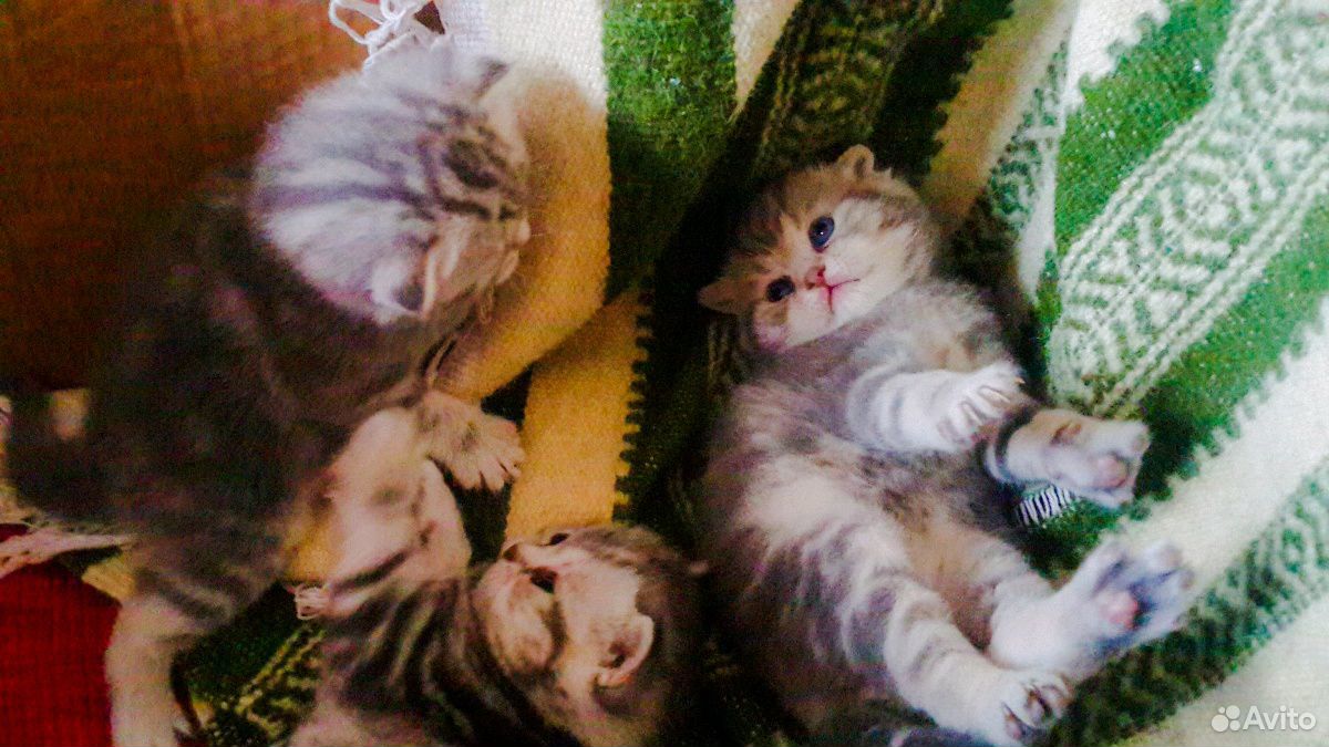 Шотландские котята страйт и фолд купить на Зозу.ру - фотография № 4