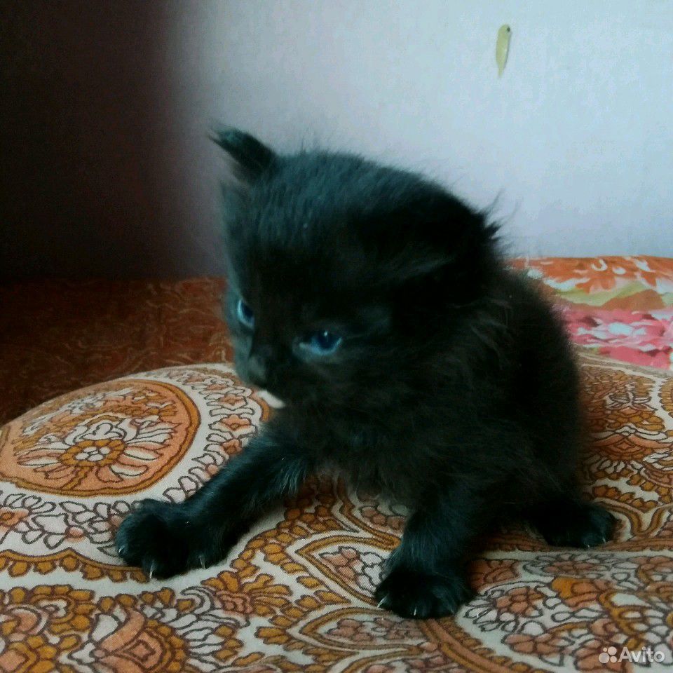 Мисс-котята купить на Зозу.ру - фотография № 2