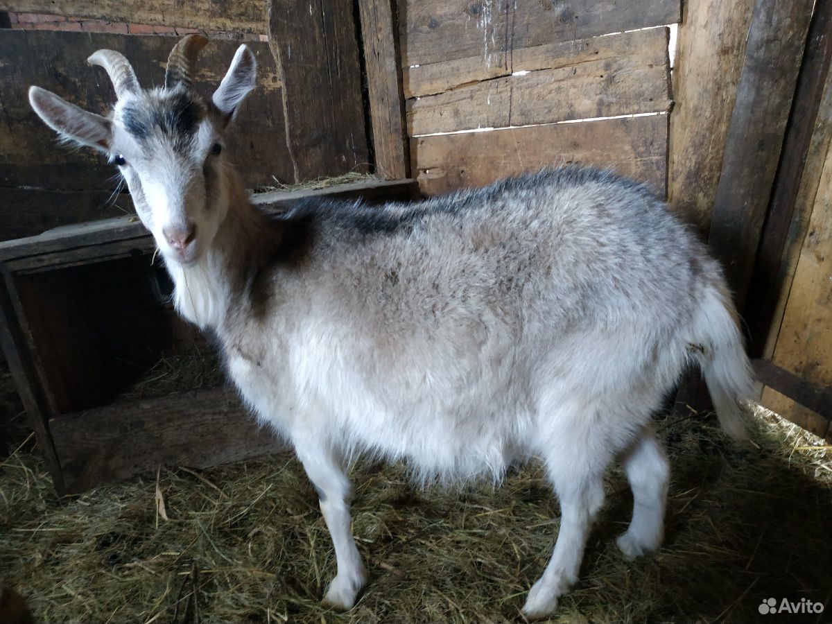 Продам дойную козу купить на Зозу.ру - фотография № 2