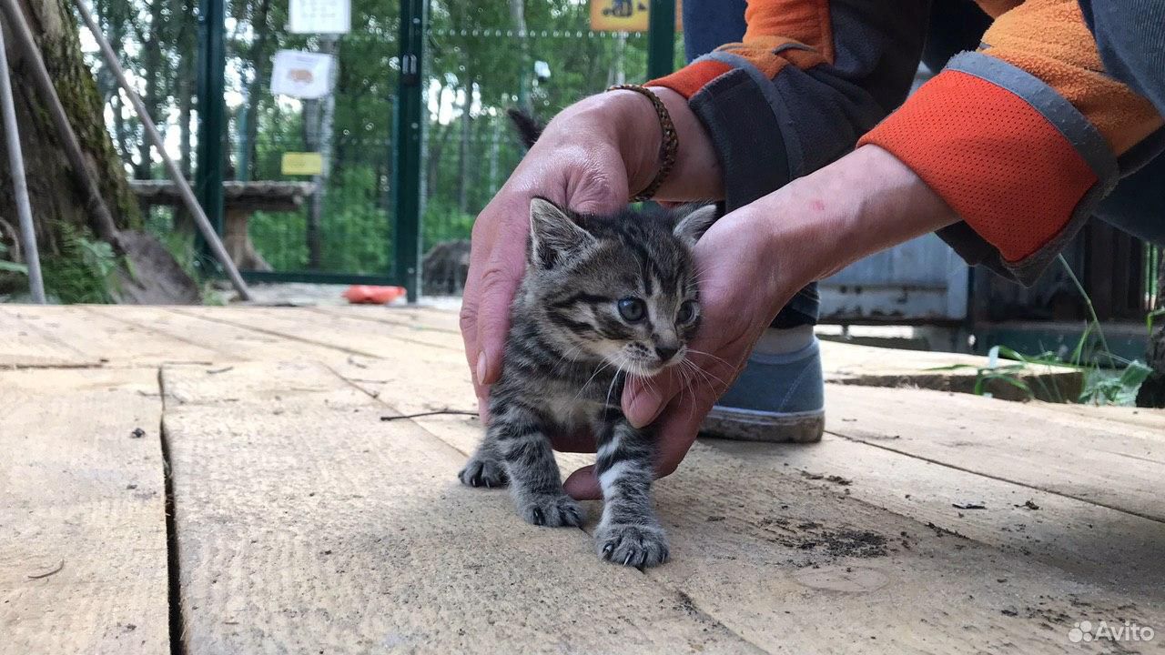 Авиа-котята в заботливые руки купить на Зозу.ру - фотография № 6