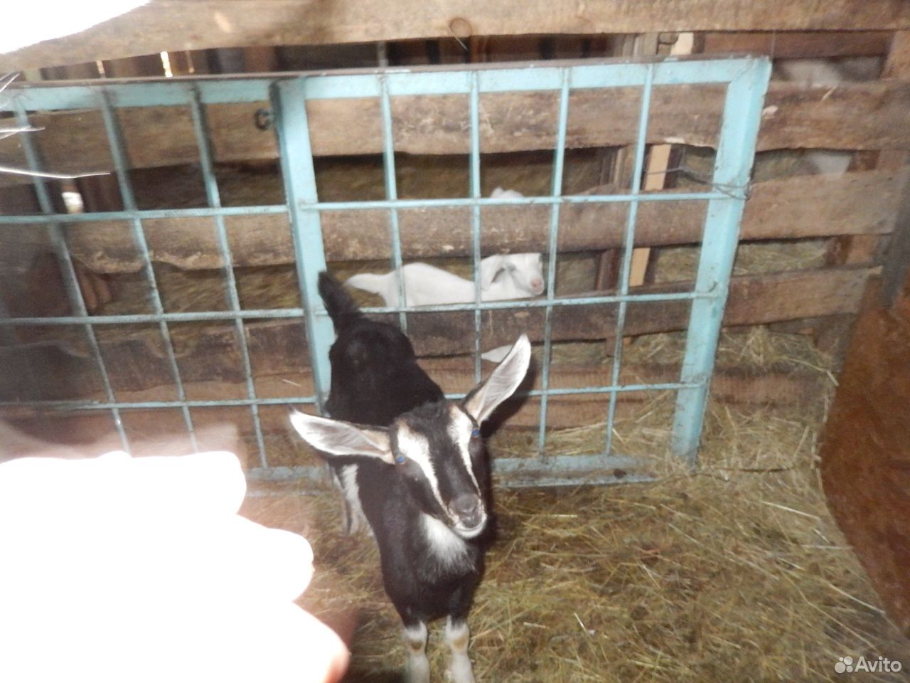 Предлагаю молочных коз с козлятами купить на Зозу.ру - фотография № 6