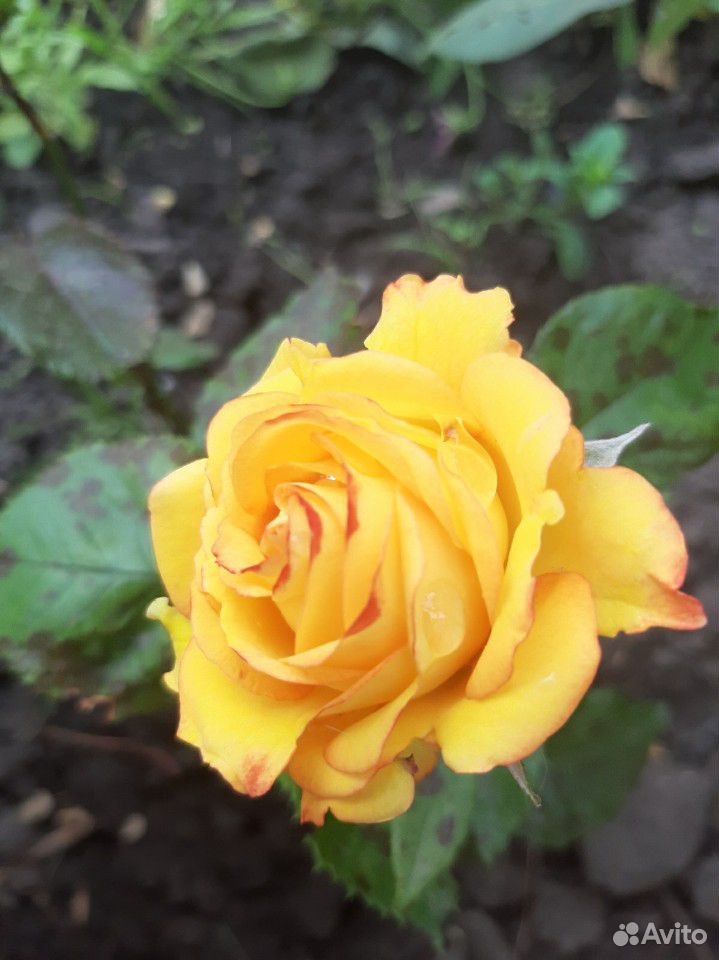Розы живые для букета купить на Зозу.ру - фотография № 1