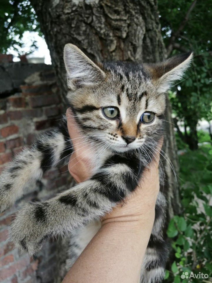Кошки купить на Зозу.ру - фотография № 2