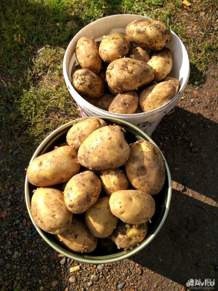 Картошка деревенская купить на Зозу.ру - фотография № 6
