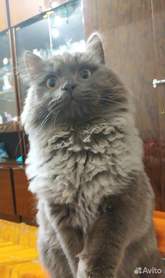 Молодой пародистый кот Кузя купить на Зозу.ру - фотография № 4