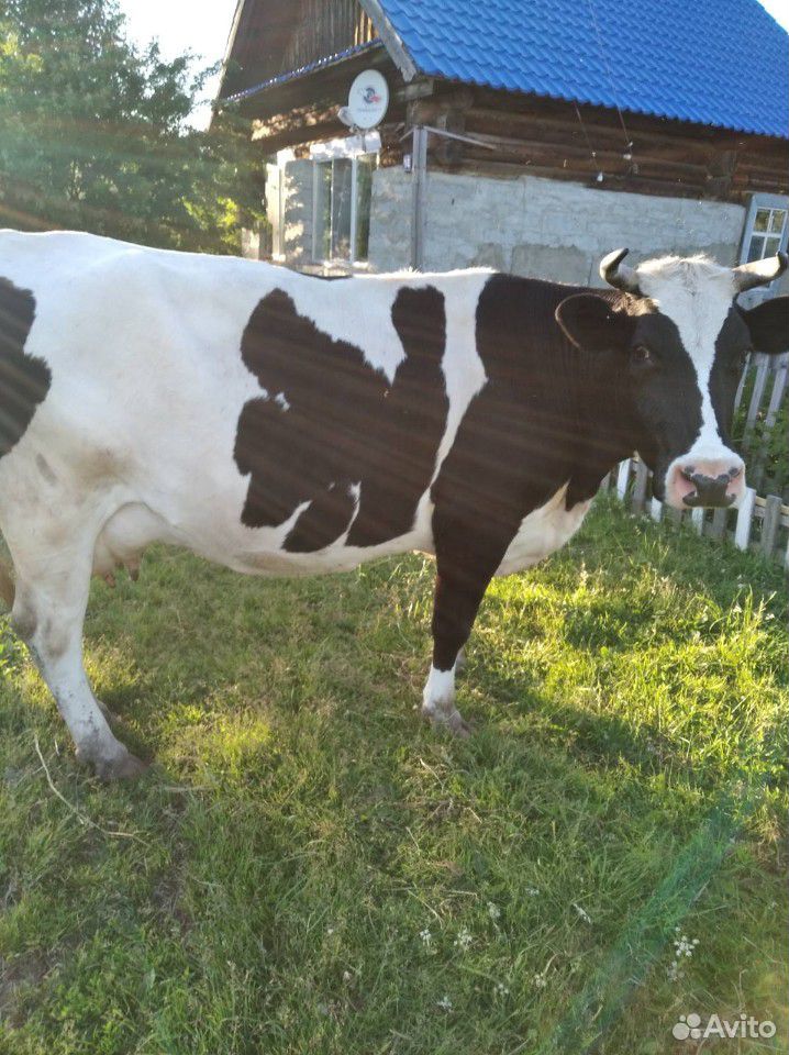Корова, порода Галштинская купить на Зозу.ру - фотография № 1