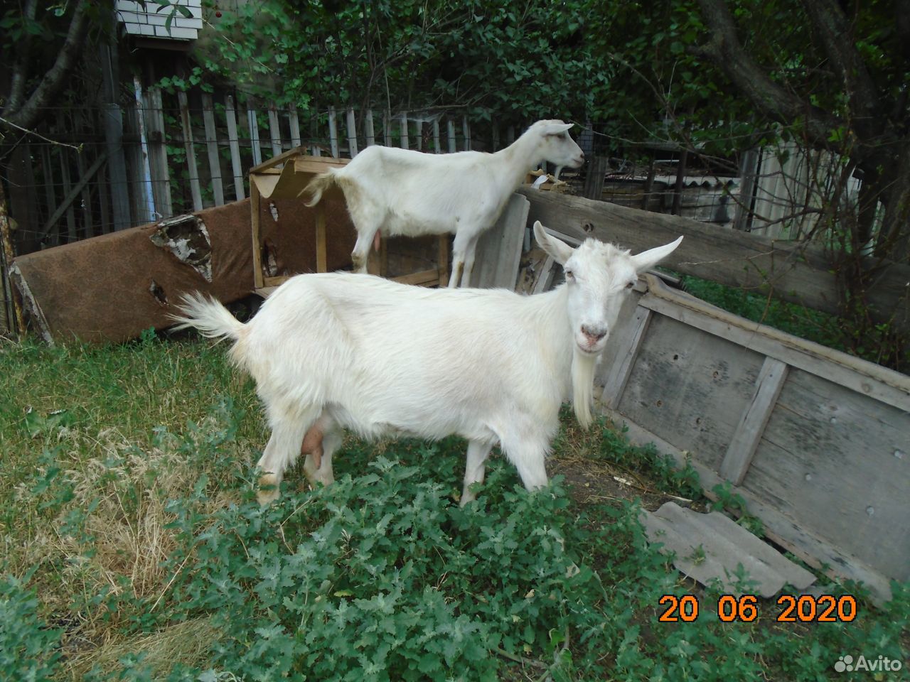 Продам козу дойной породы купить на Зозу.ру - фотография № 4