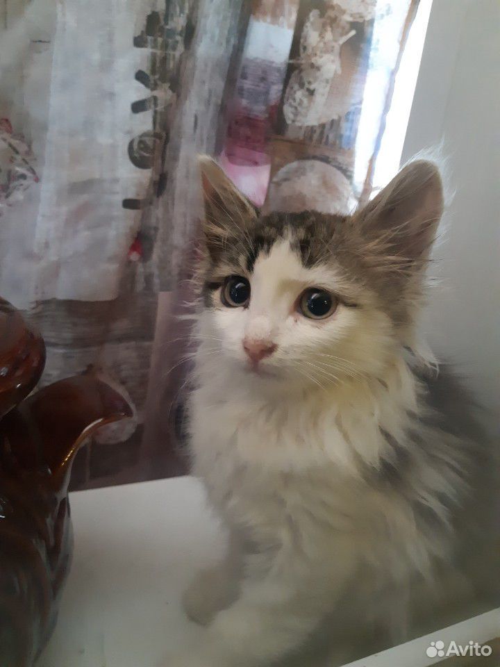 Красивый котик купить на Зозу.ру - фотография № 3