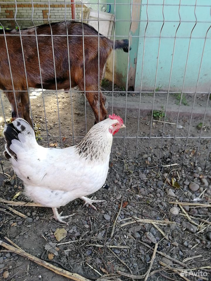 Цыплята несушки от 1 мес до 4мес купить на Зозу.ру - фотография № 3