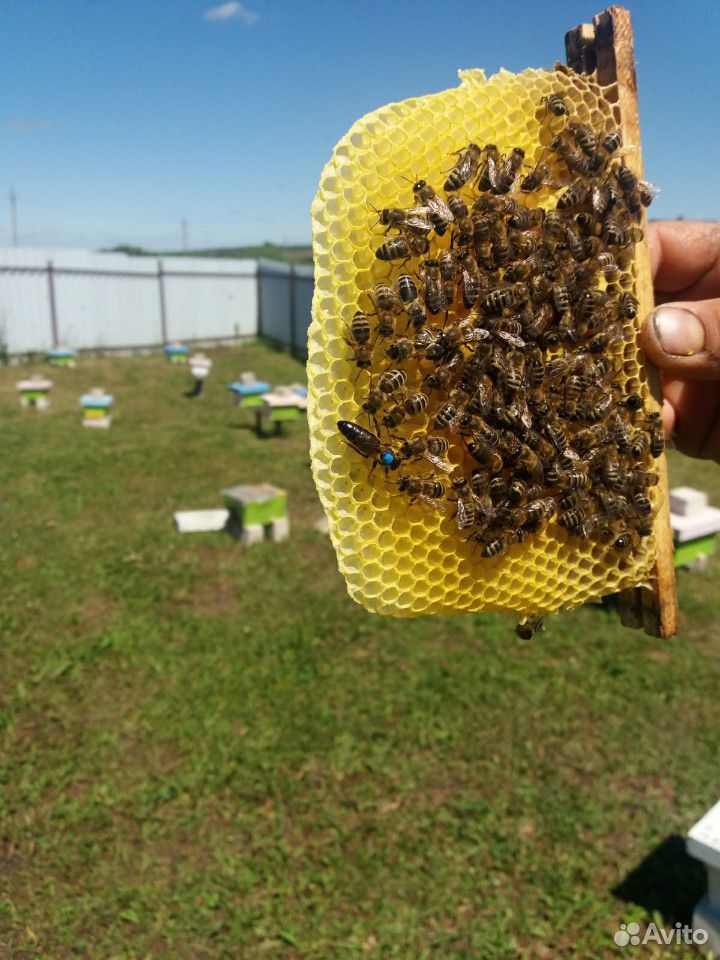 Плодные пчеломатки купить на Зозу.ру - фотография № 1