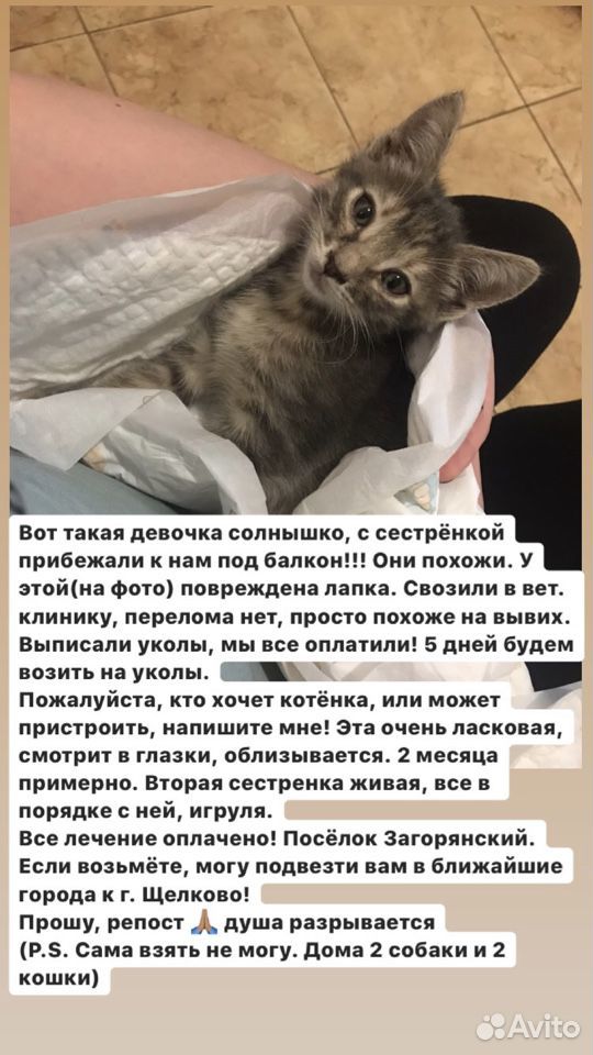 Два котёнка 2 месяца девочки купить на Зозу.ру - фотография № 3