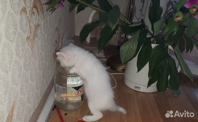 Котенок чисто белый купить на Зозу.ру - фотография № 4