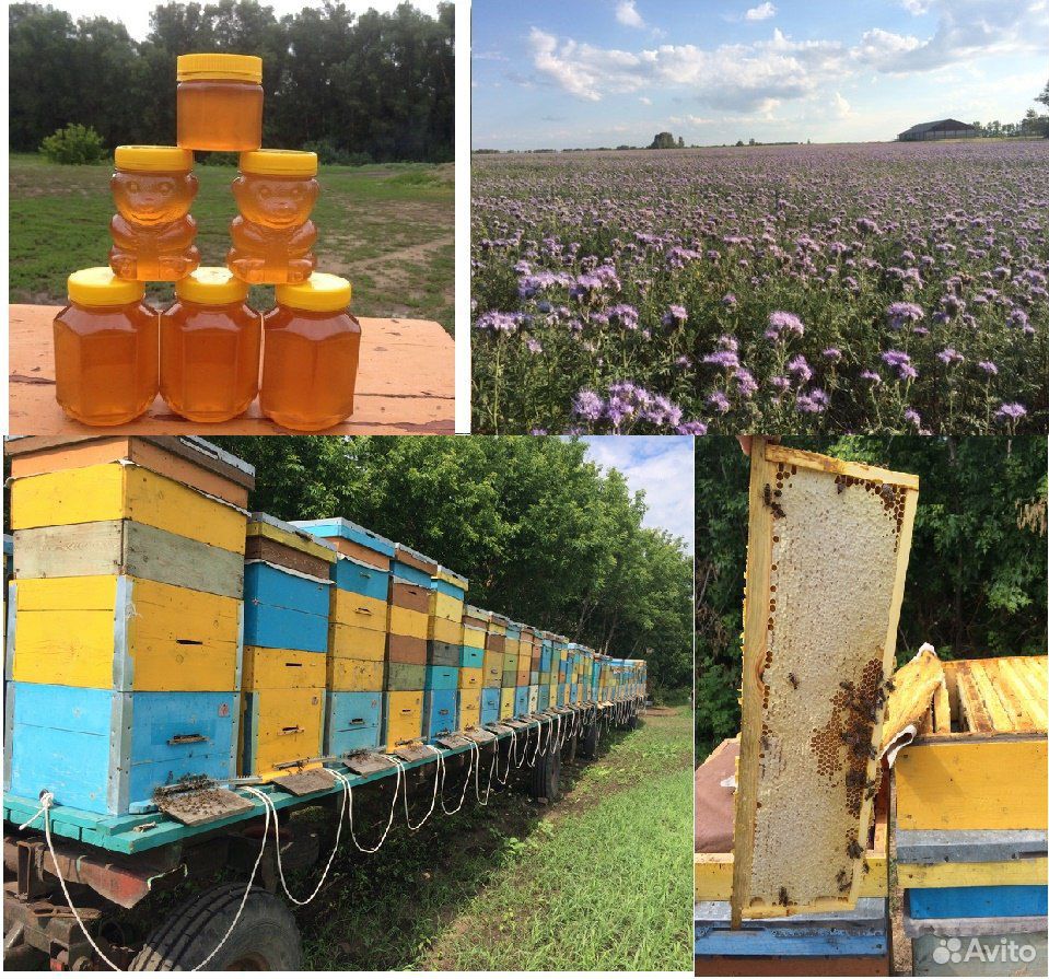 Мёд урожая 2020 года купить на Зозу.ру - фотография № 1