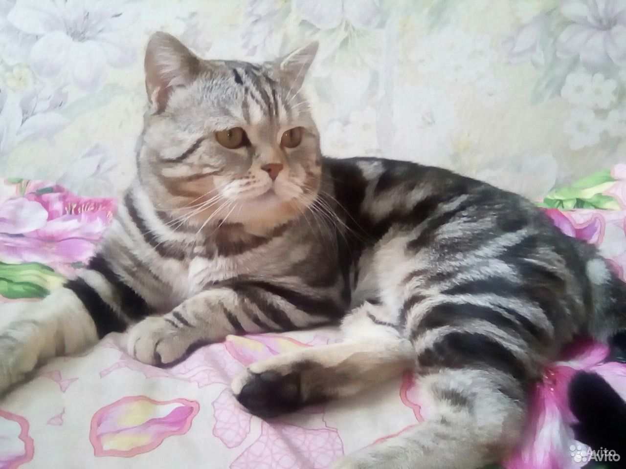 Котенок шотладский от вислоухой кошки купить на Зозу.ру - фотография № 8