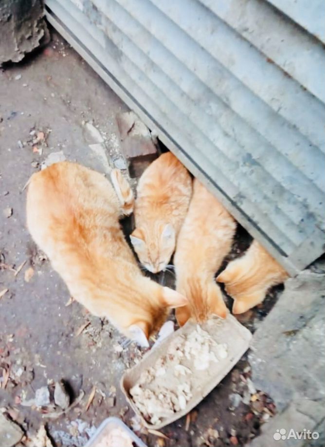 Котята 2 месяца у трассы. Смертники купить на Зозу.ру - фотография № 1