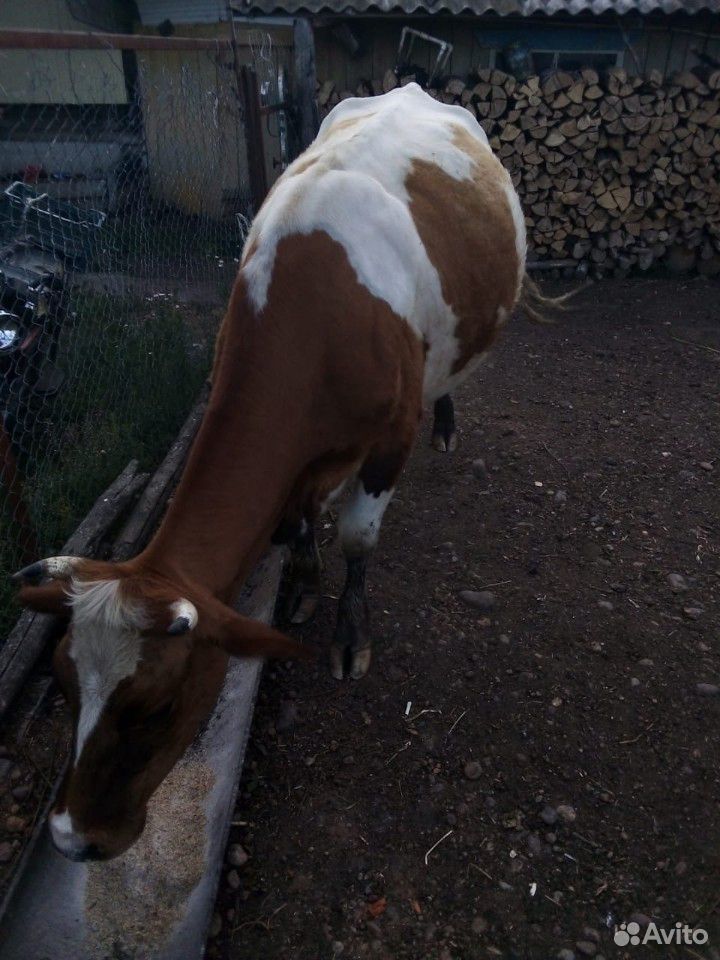 Корова купить на Зозу.ру - фотография № 6