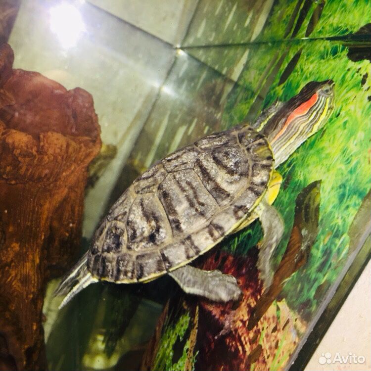 Продам черепаху купить на Зозу.ру - фотография № 4