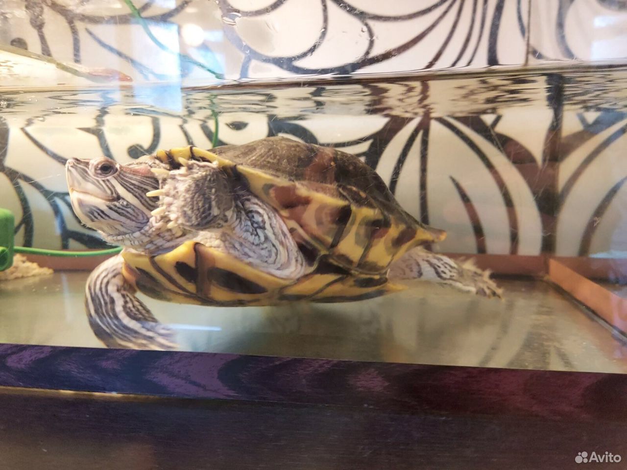 Красноухая черепаха с террариумом купить на Зозу.ру - фотография № 3