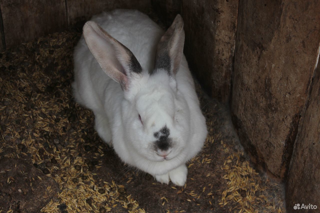Красивые,здоровые кролики разной породы и возраста купить на Зозу.ру - фотография № 6