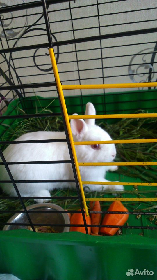 Кролик белый купить на Зозу.ру - фотография № 3