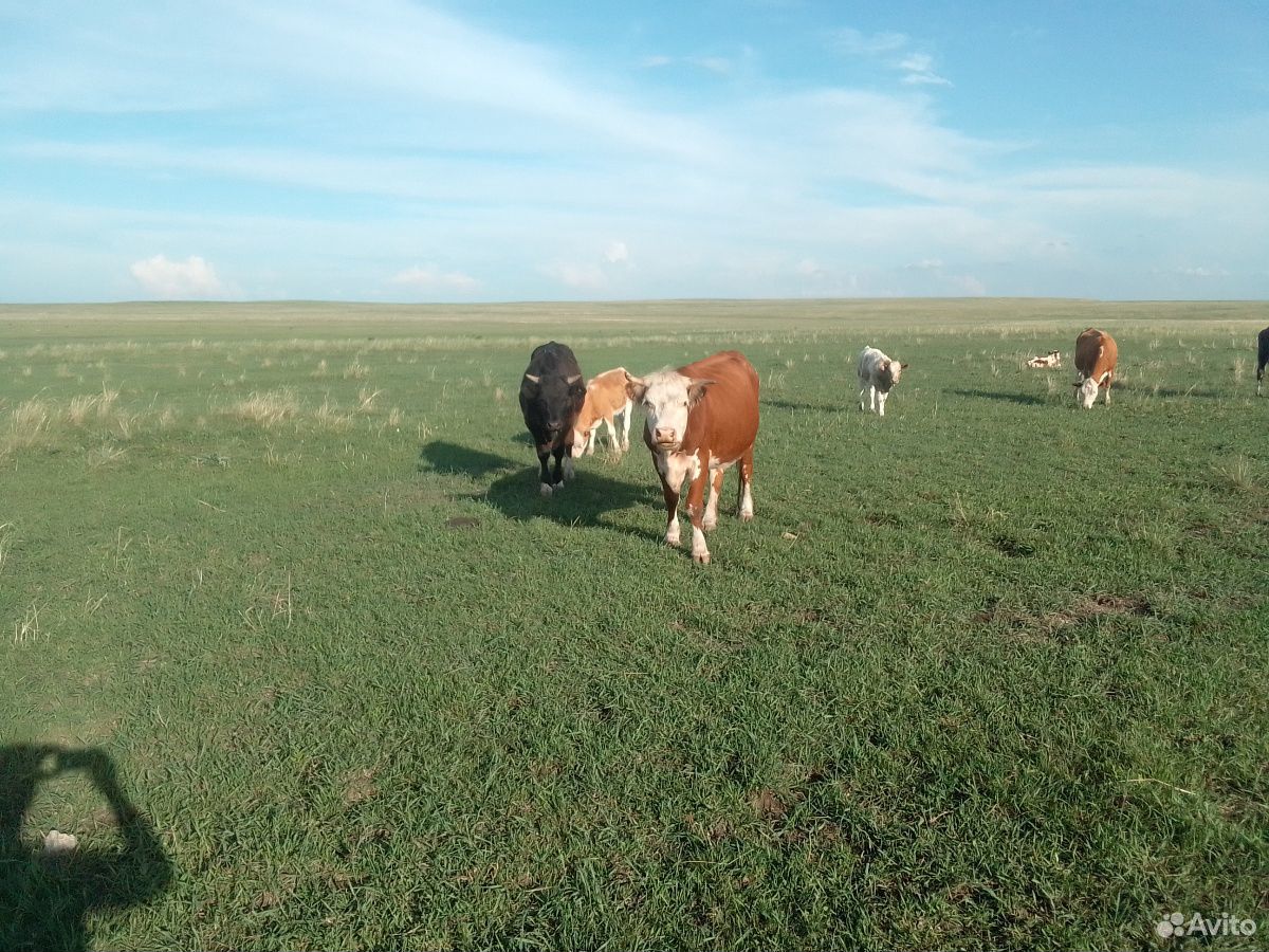 Два бычка и корова стельнная купить на Зозу.ру - фотография № 8