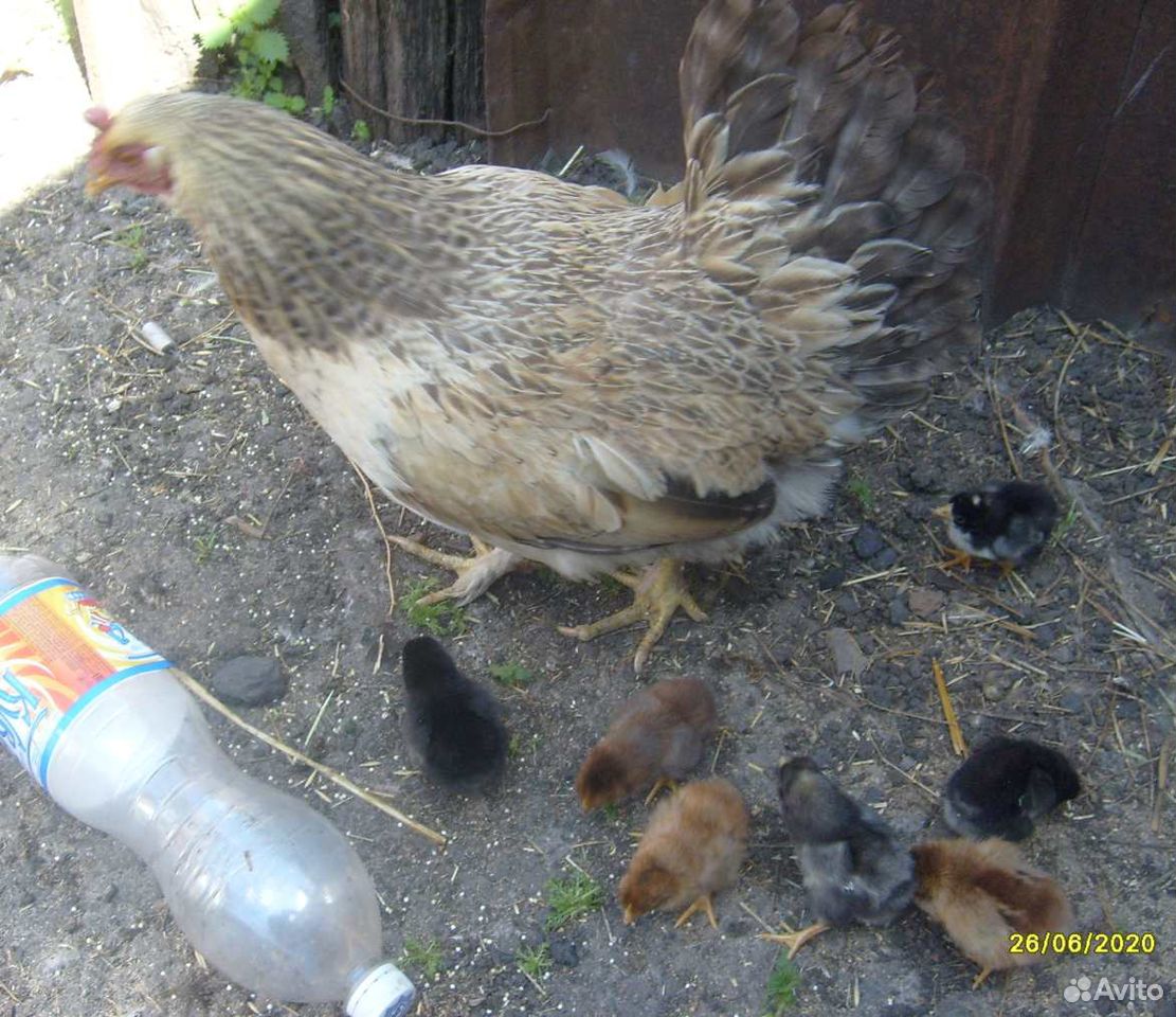 Цыплята деревенские, 2 месяца. Наседка купить на Зозу.ру - фотография № 3