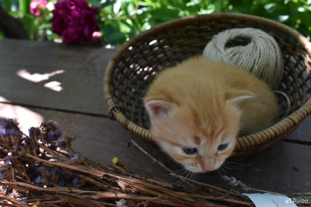 Котёнок Сдоба ищет друга на всю жизнь купить на Зозу.ру - фотография № 1