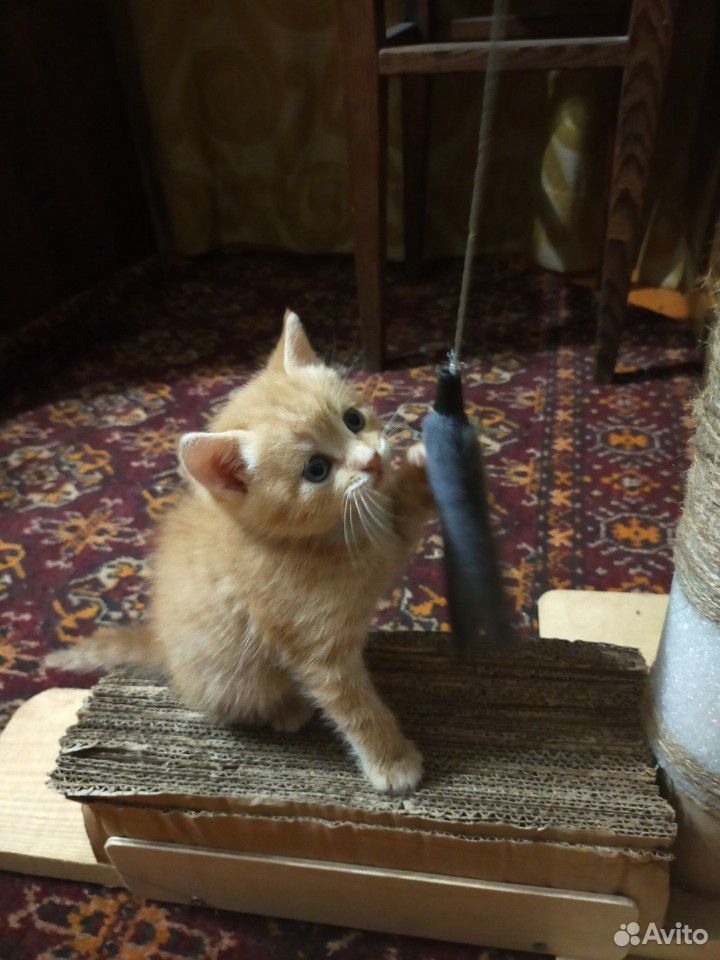 Котенок кошки-крысоловки купить на Зозу.ру - фотография № 4