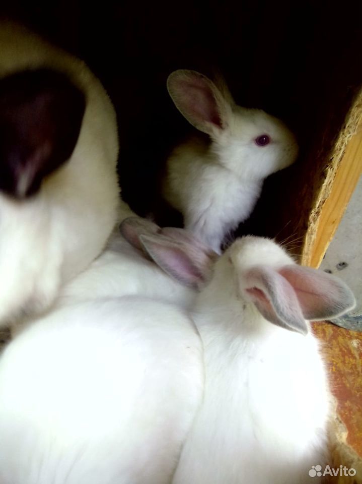 Кролики, крольчата месячные купить на Зозу.ру - фотография № 4